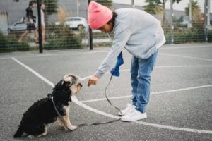 What is a dog training?