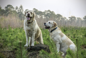 Top 10 Tips for Dogs Interaction and Socialization