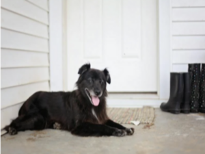 Build A Dog-Friendly Home With These 8 Tips and Tricks