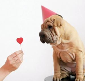 How To Show Your Love To Your Dogs This Valentine's Day