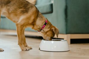 10 Beneficial Food for Your Dog's Health
